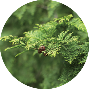 �z���C�g�����[