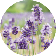 ���x���_�[